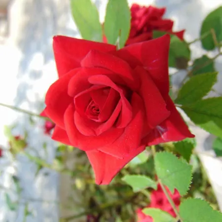 Josipa Apartamento Šibenik