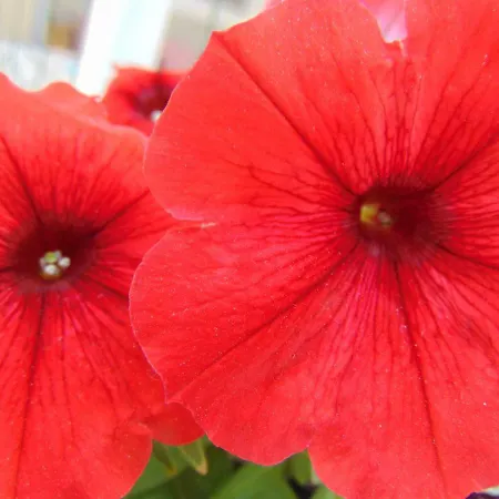 公寓 Josipa 希贝尼克