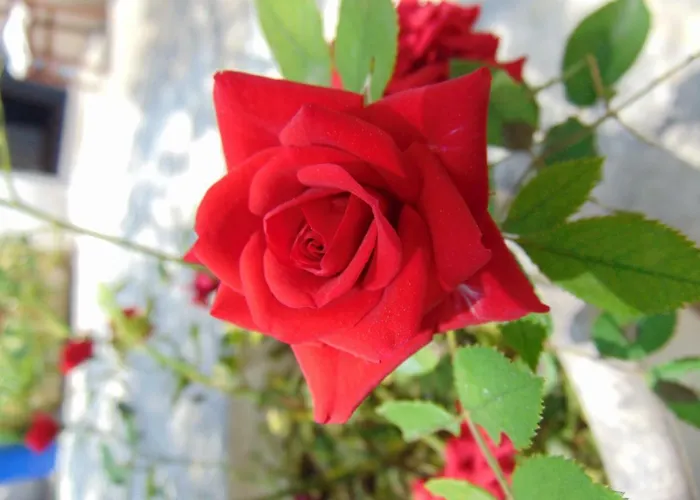 Josipa Appartement Šibenik