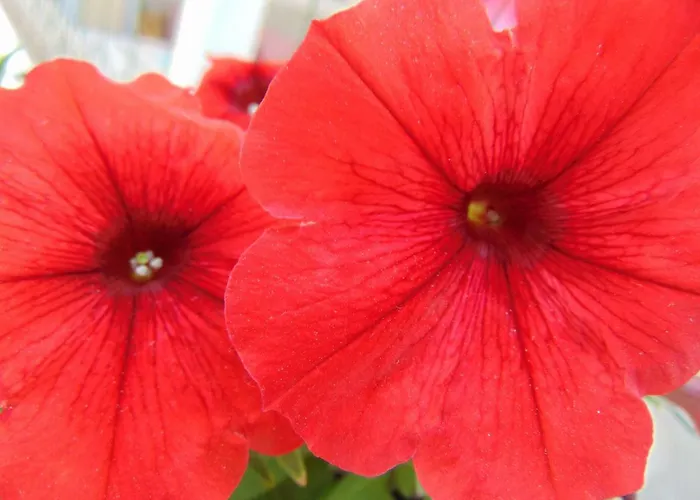 Apartment Josipa Sibenik